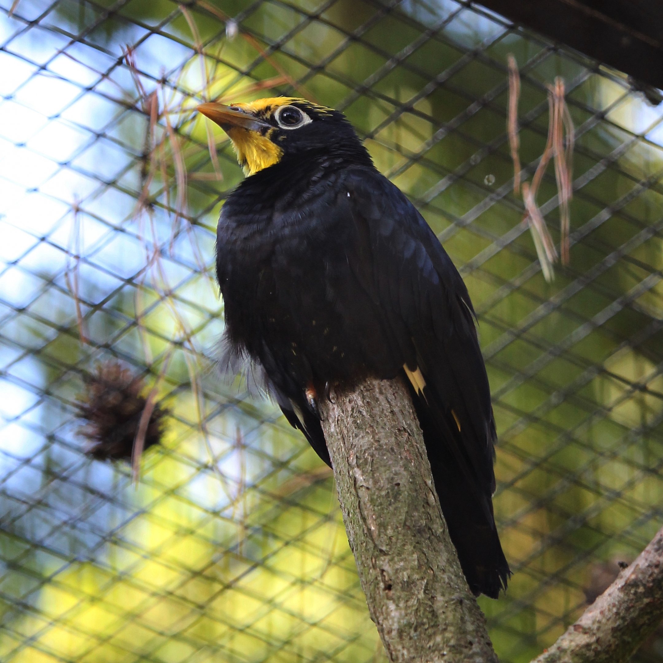 Golden-crested myna (Ampeliceps coronatus) - By kiwihouse