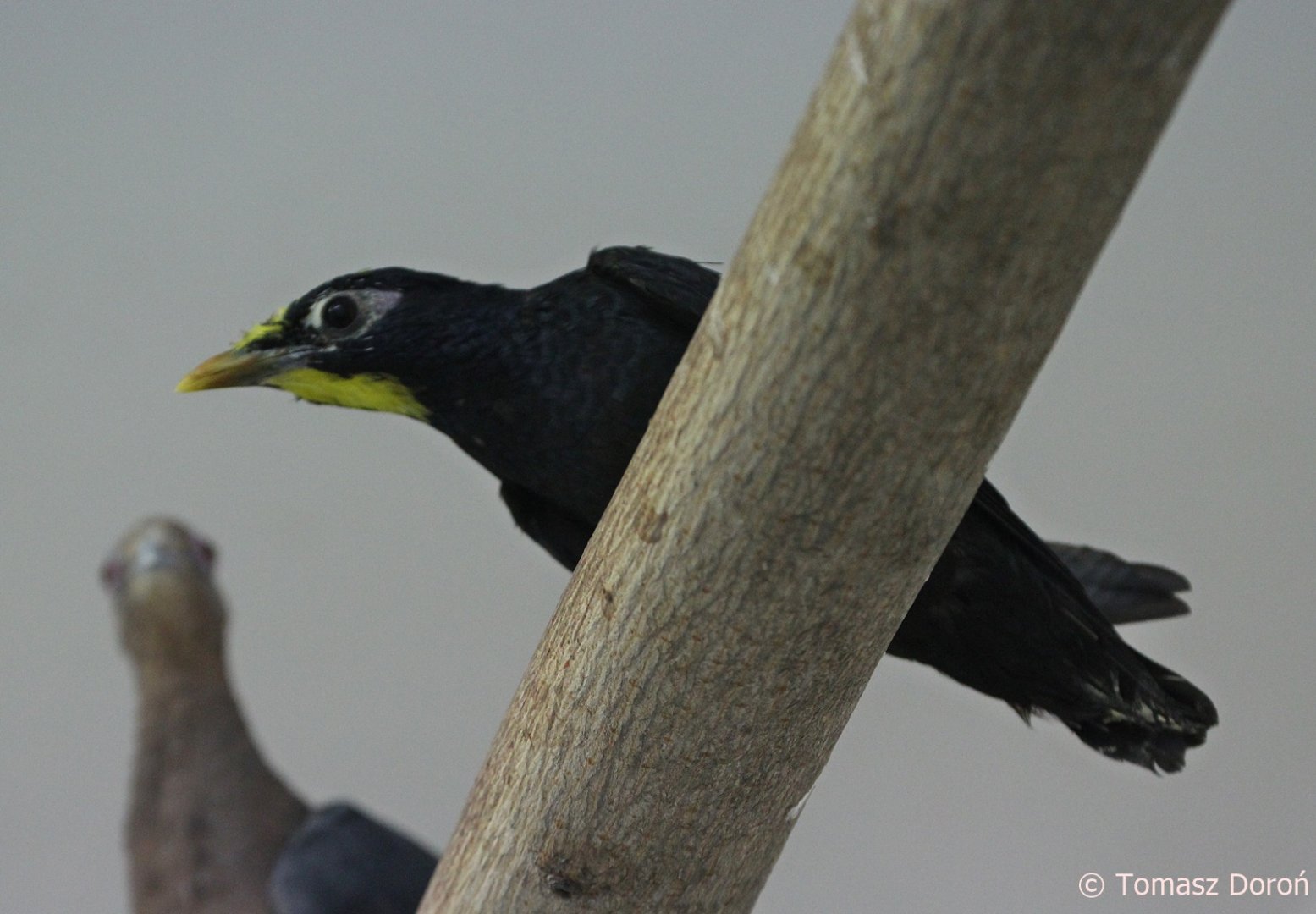 Golden-crested Myna (Ampeliceps coronatus), February 2019