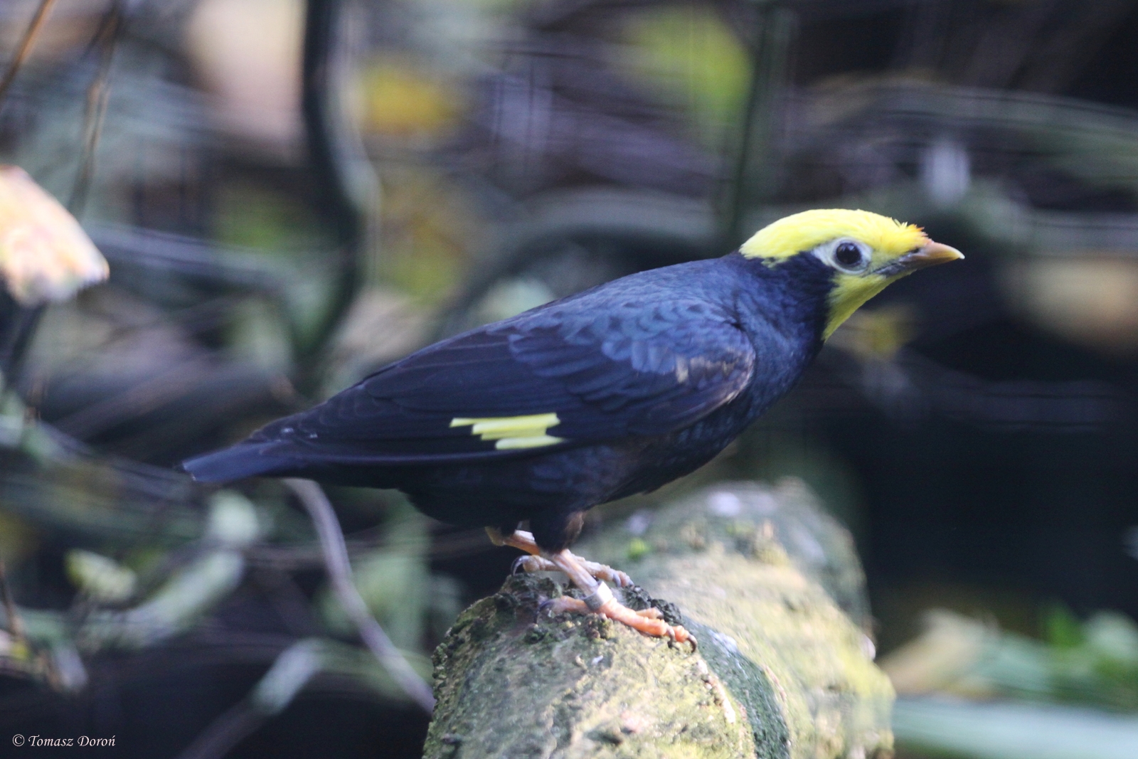 Golden-crested Myna (Ampeliceps coronatus)