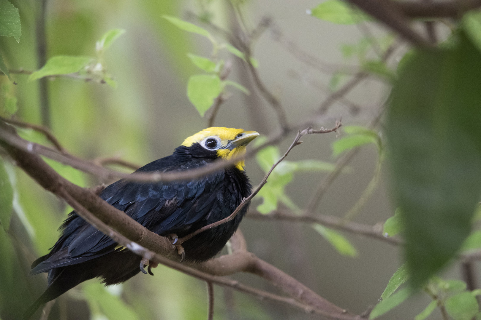 Golden-crested myna (Ampeliceps coronatus)