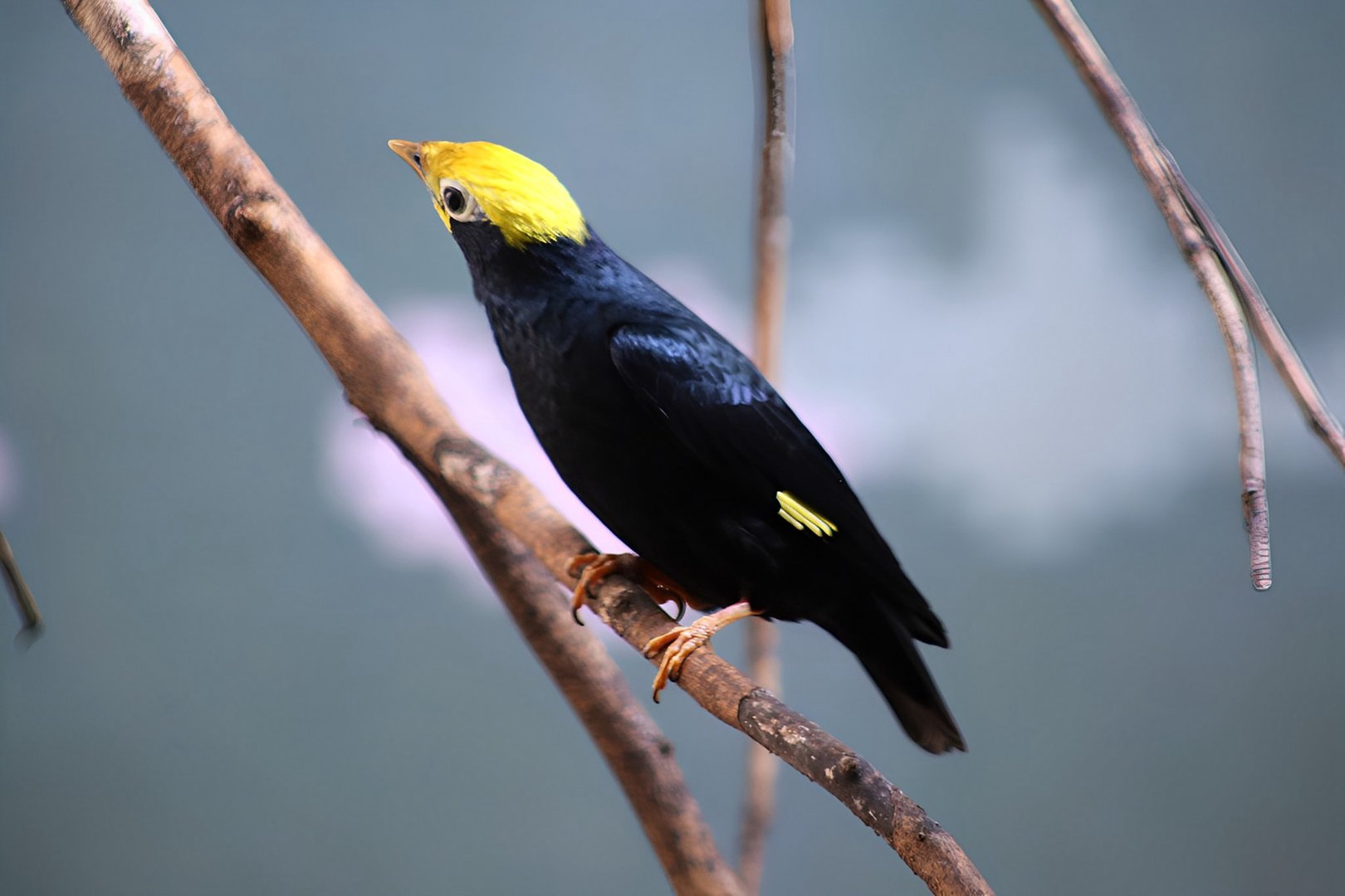 Golden-crested Myna (Ampeliceps coronatus)