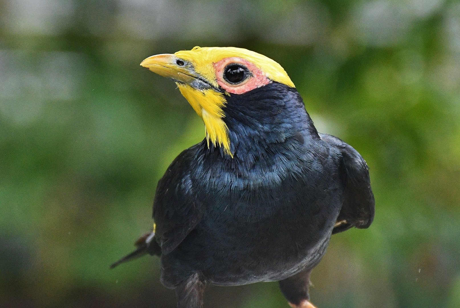 Golden-crested Myna (Ampeliceps coronatus)
