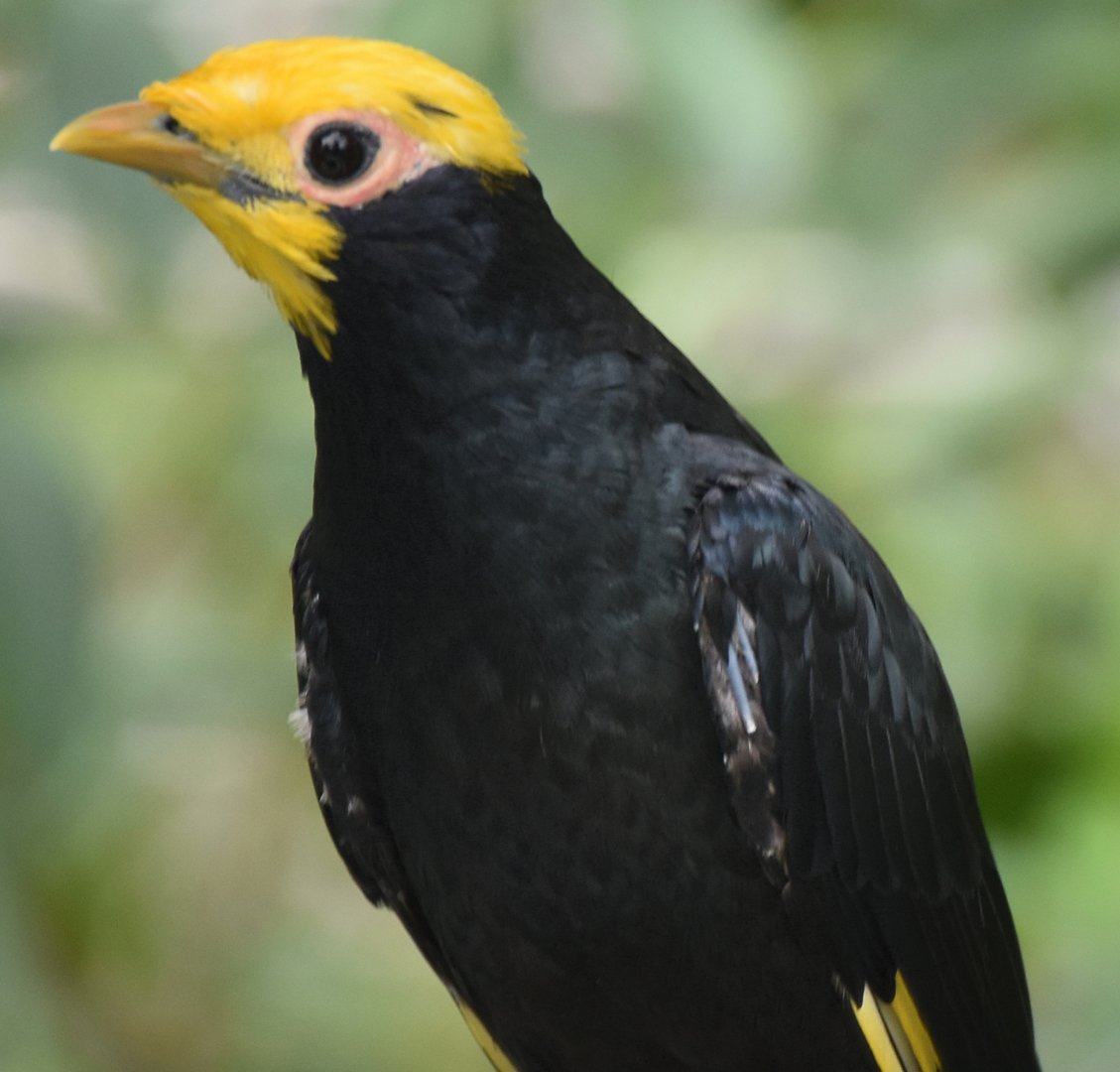 Golden-crested Myna (Ampeliceps coronatus)