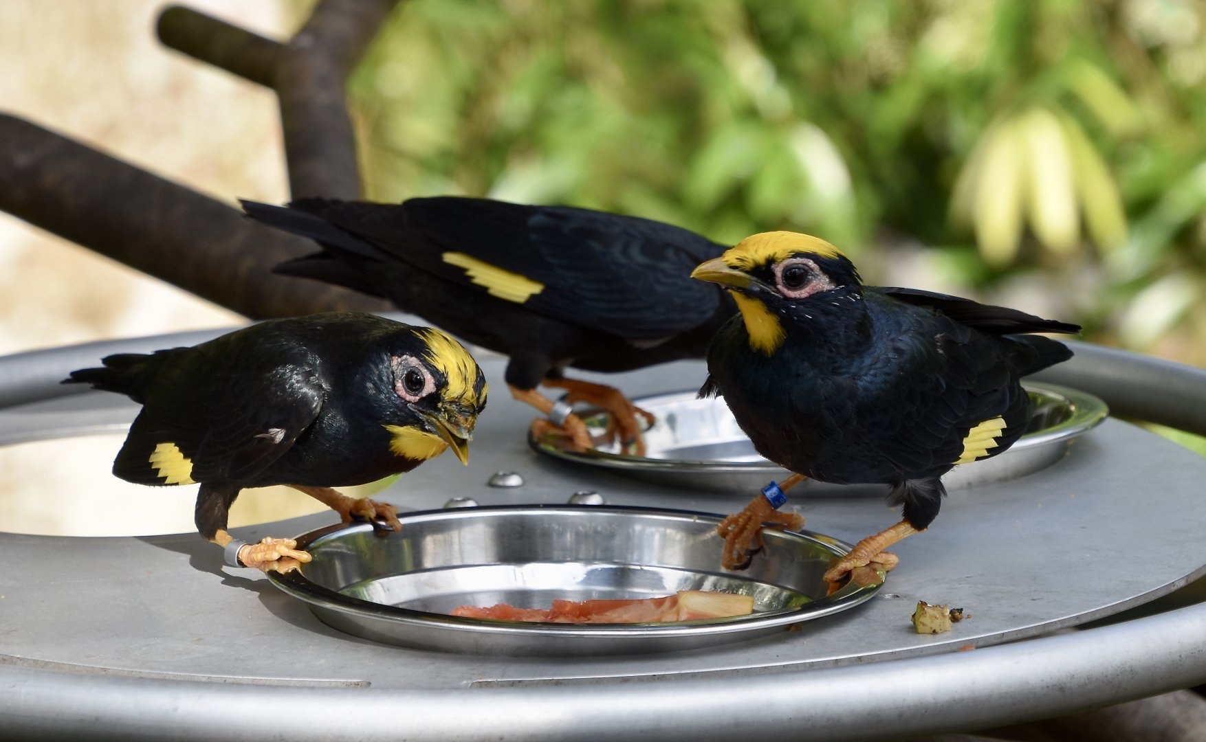 Golden-Crested Myna (Ampeliceps coronatus)