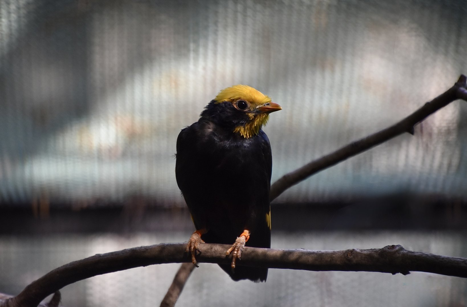 Golden-Crested Myna (Ampeliceps coronatus)