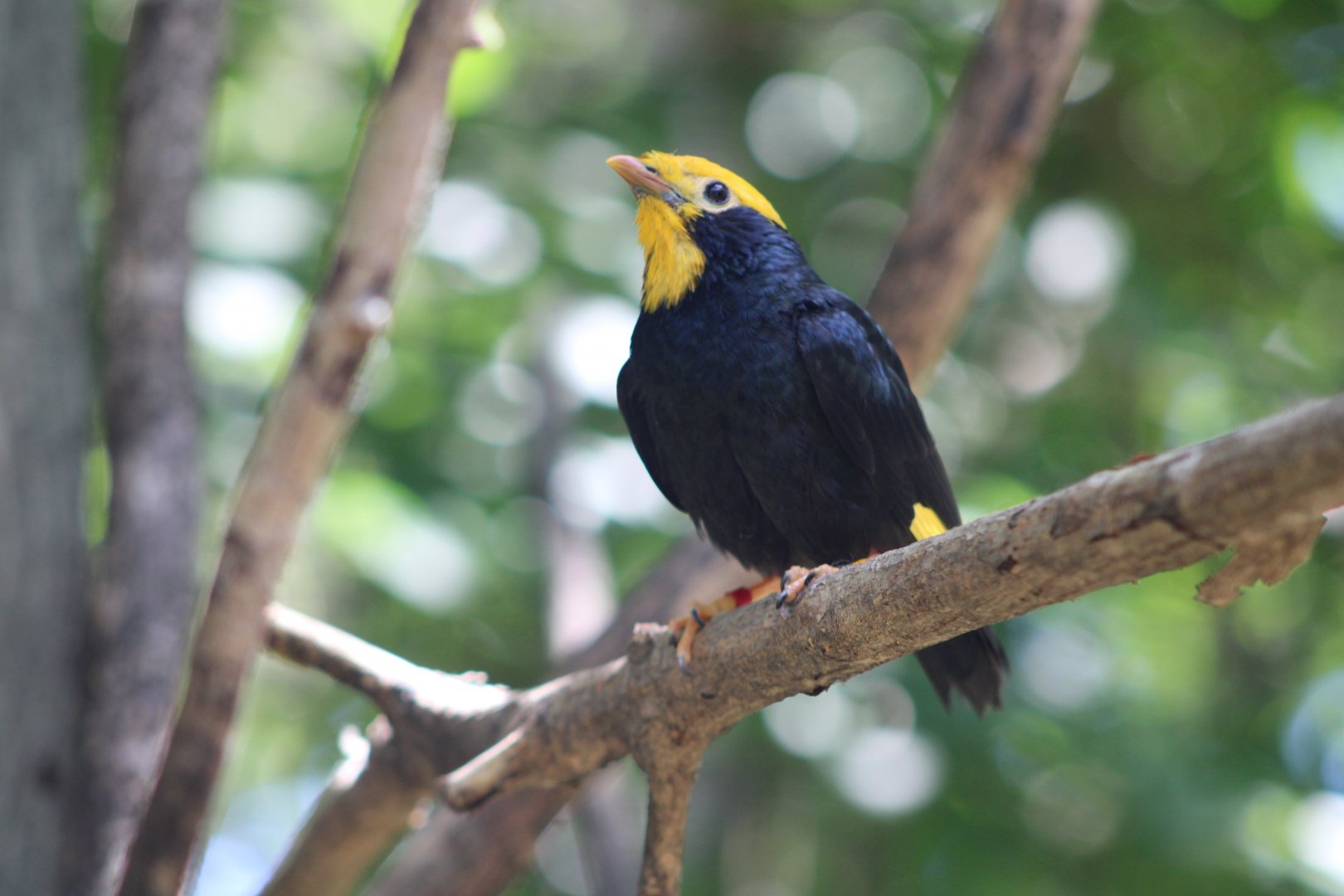 Golden-Crested Myna (Ampeliceps coronatus)