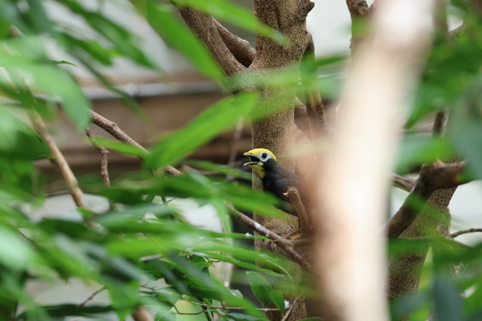 Golden-crested myna (Ampeliceps coronatus)