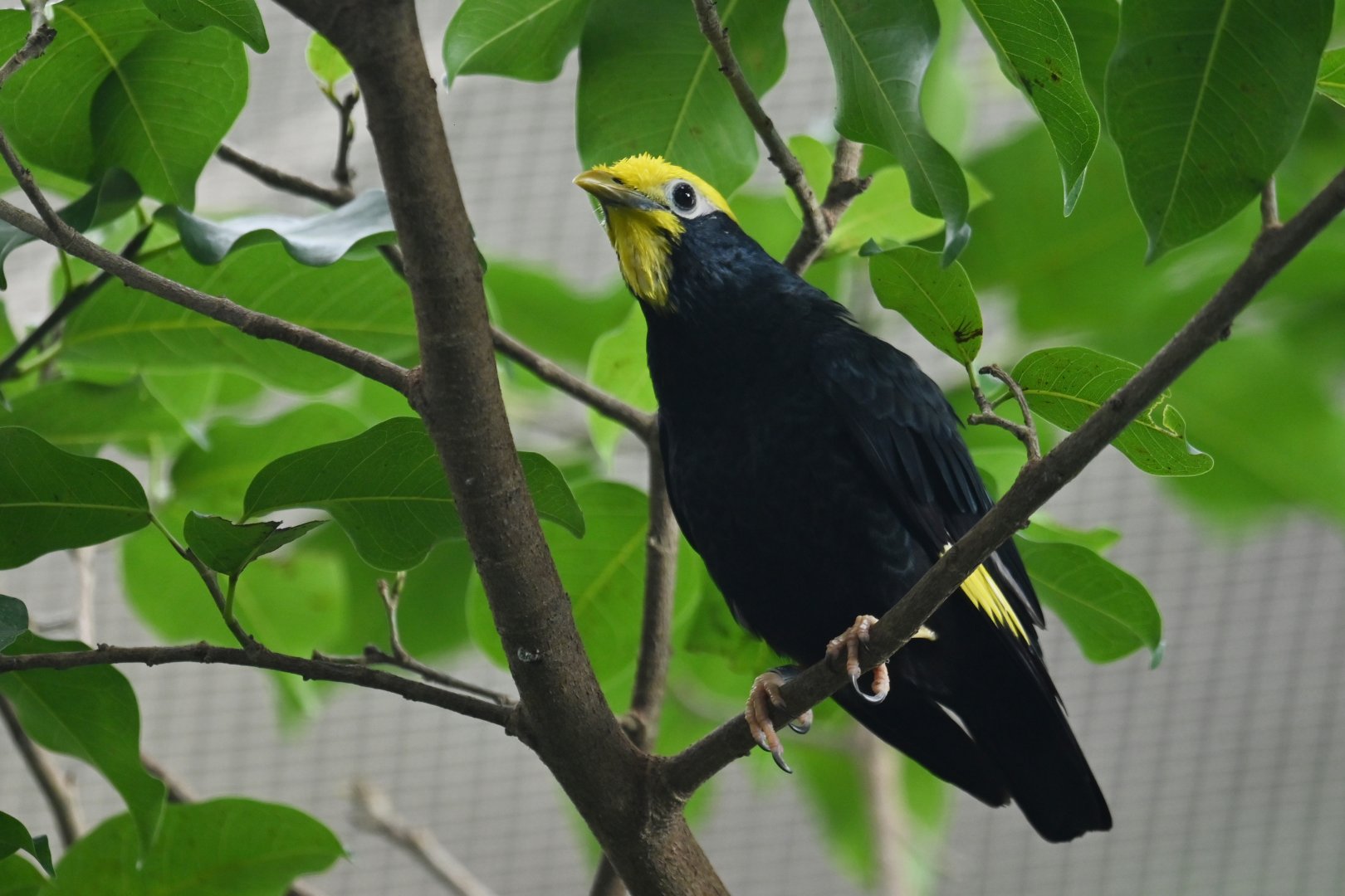 Golden-crested myna Ampeliceps coronatus