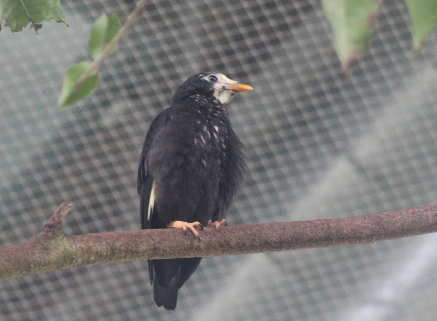 Golden-crested myna - juvenile
