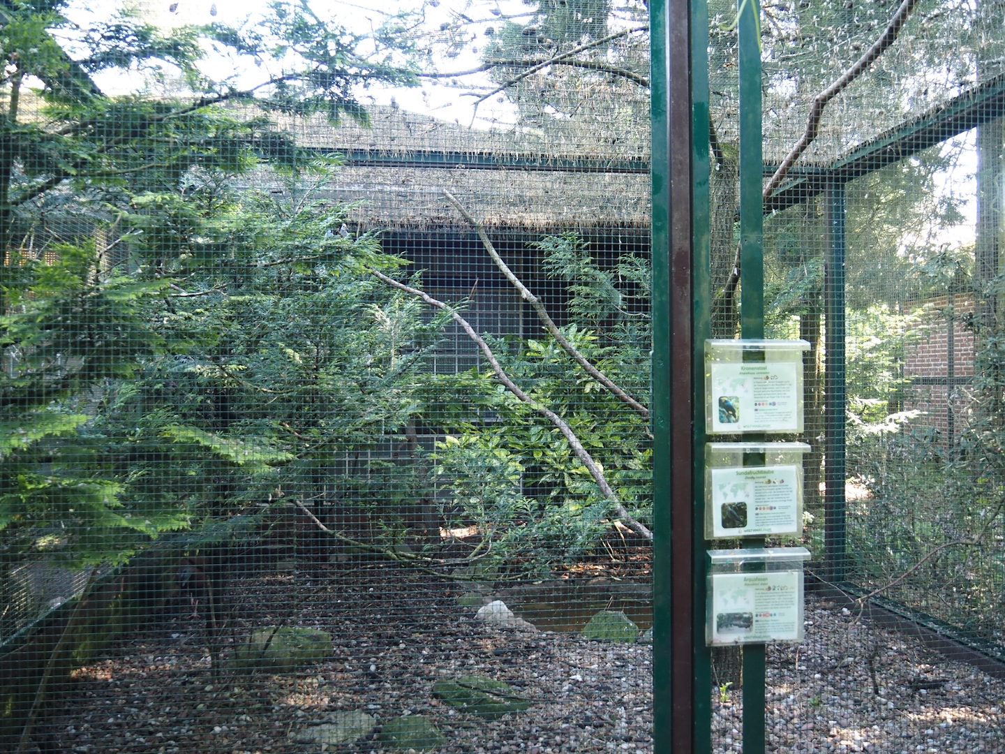 Golden-crested myna, Pink-headed imperial pigeon and Argus pheasant aviary, 2024-05-23