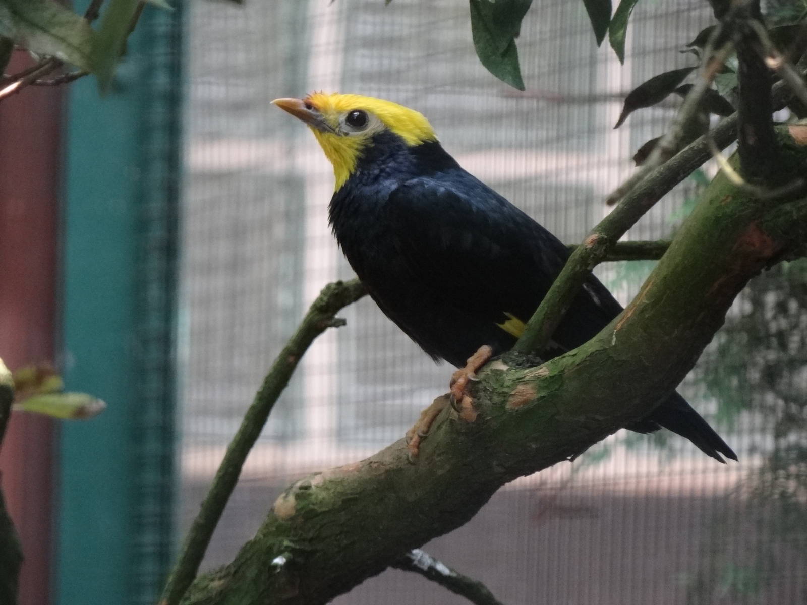 Golden-crested myna