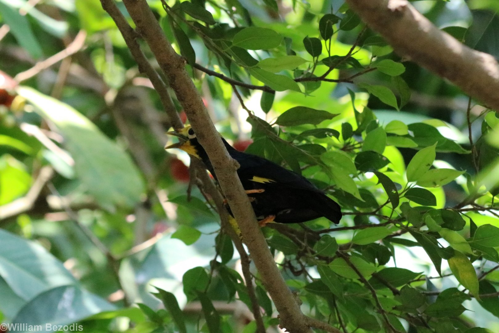 Golden-crested Myna