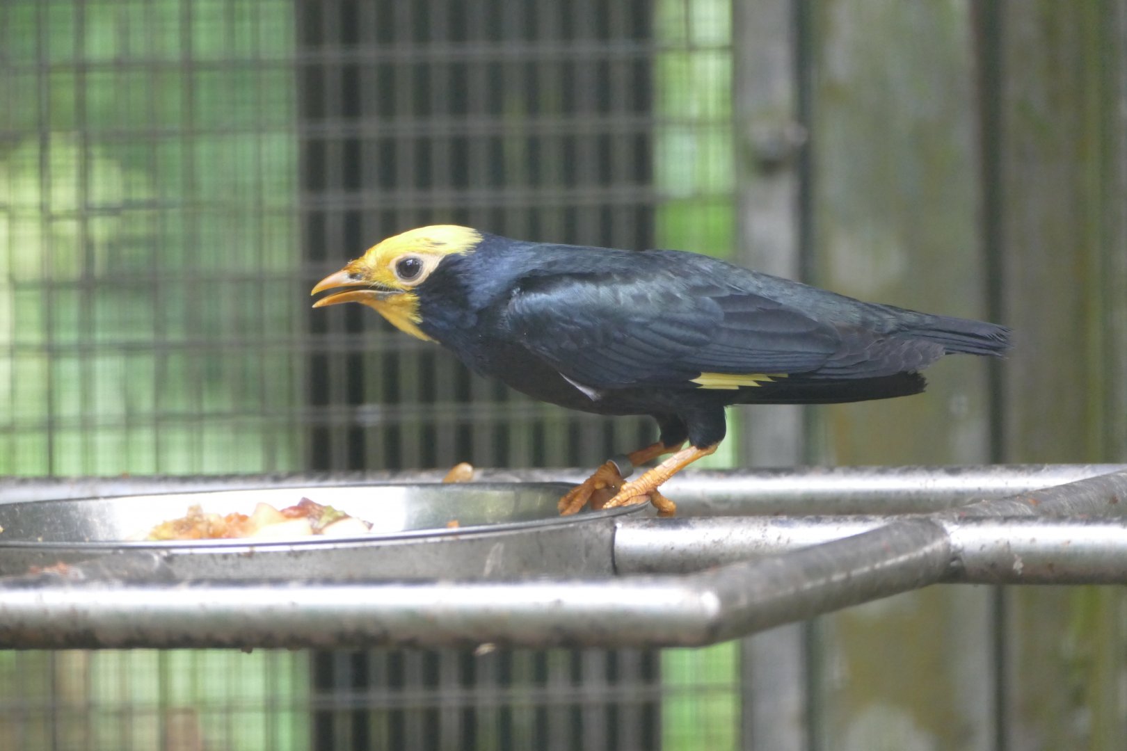 Golden-crested Myna