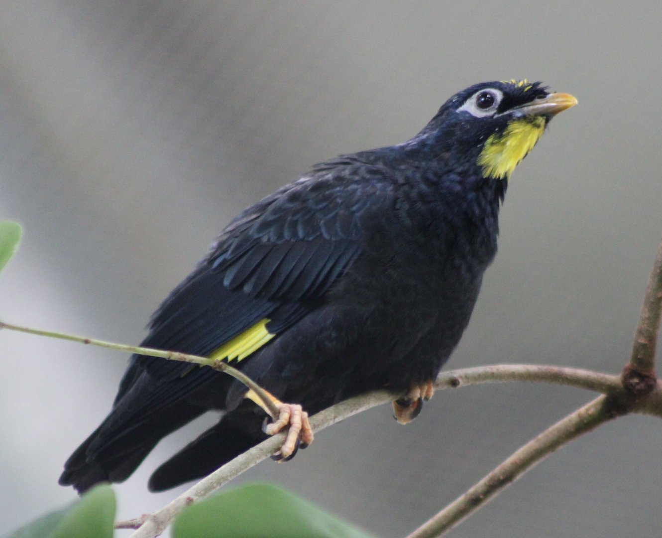 Golden-crested myna
