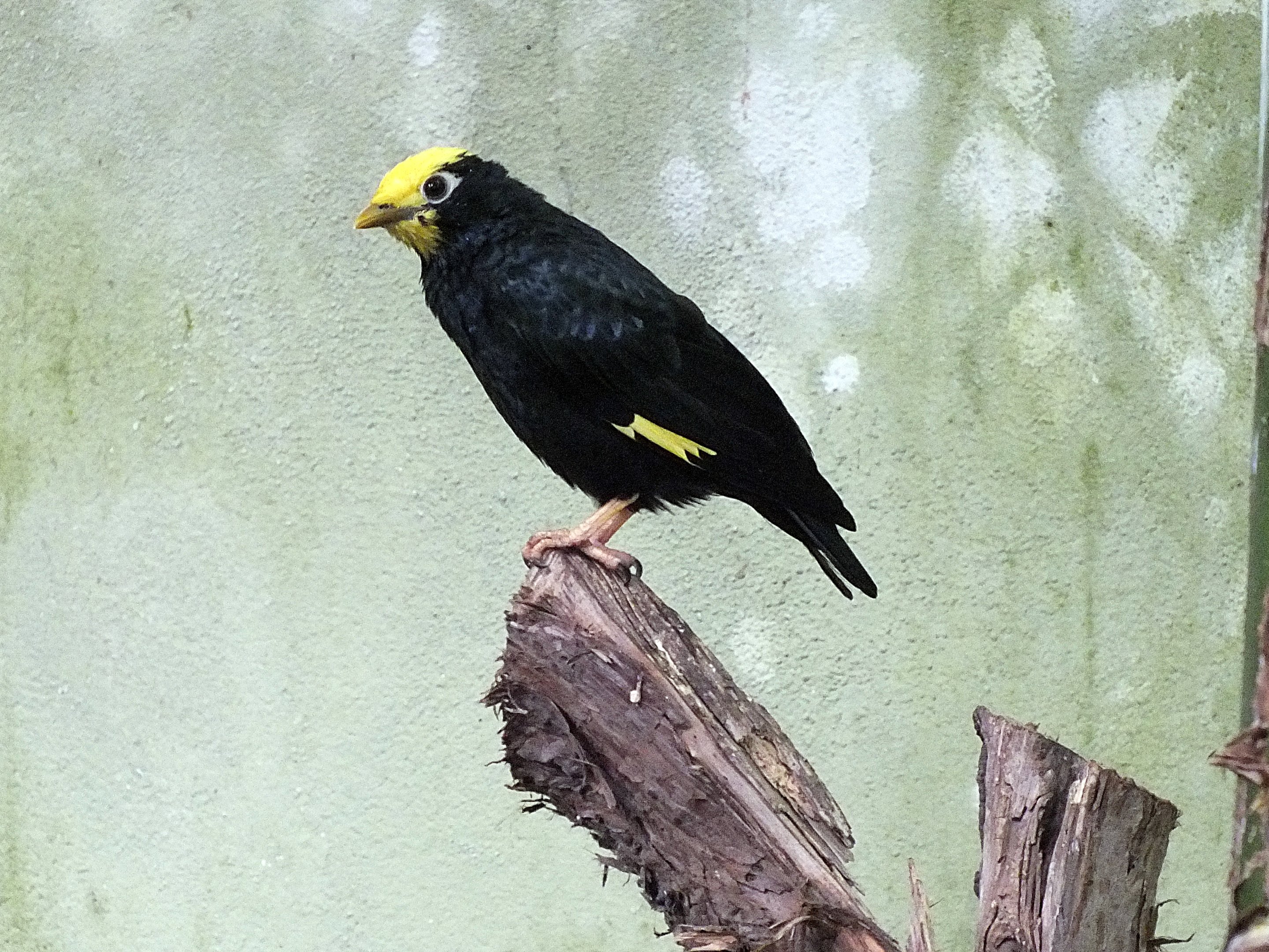 Golden-crested myna