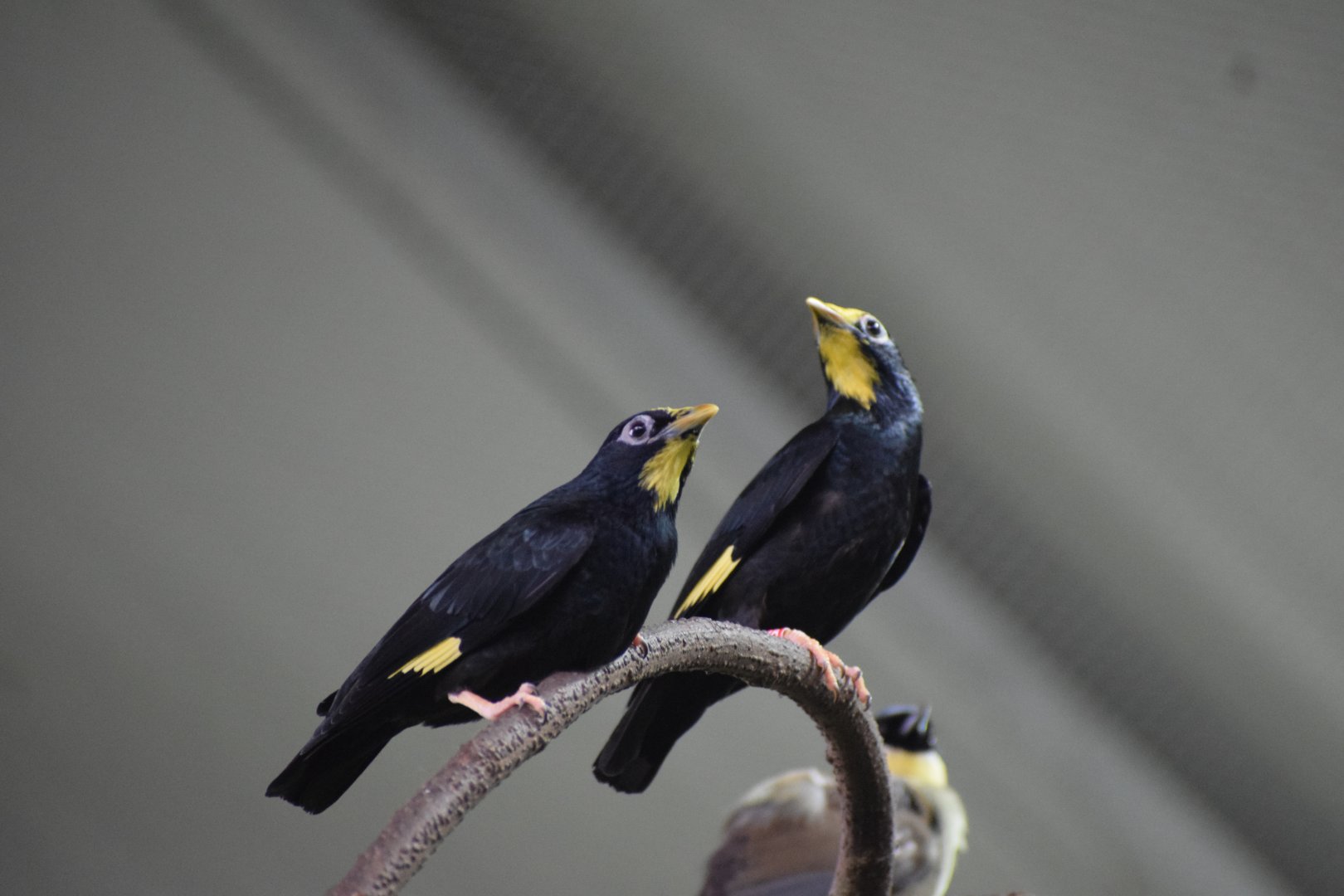 Golden-crested myna