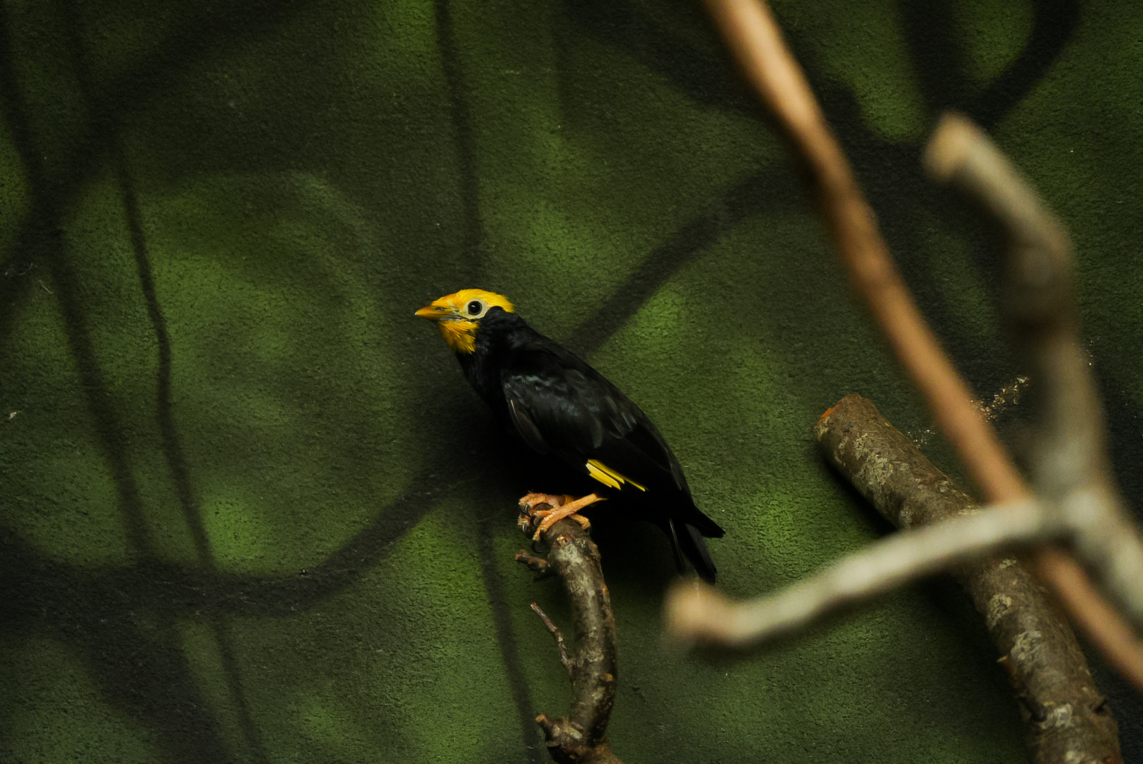 Golden Crested Myna