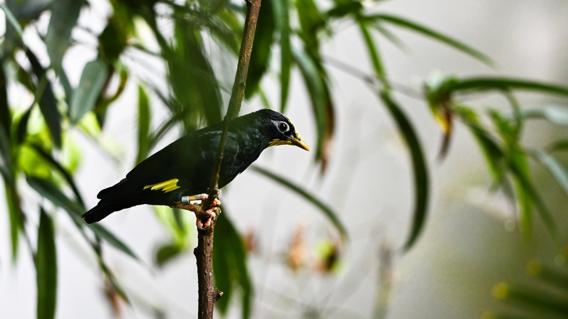 Golden-crested myna
