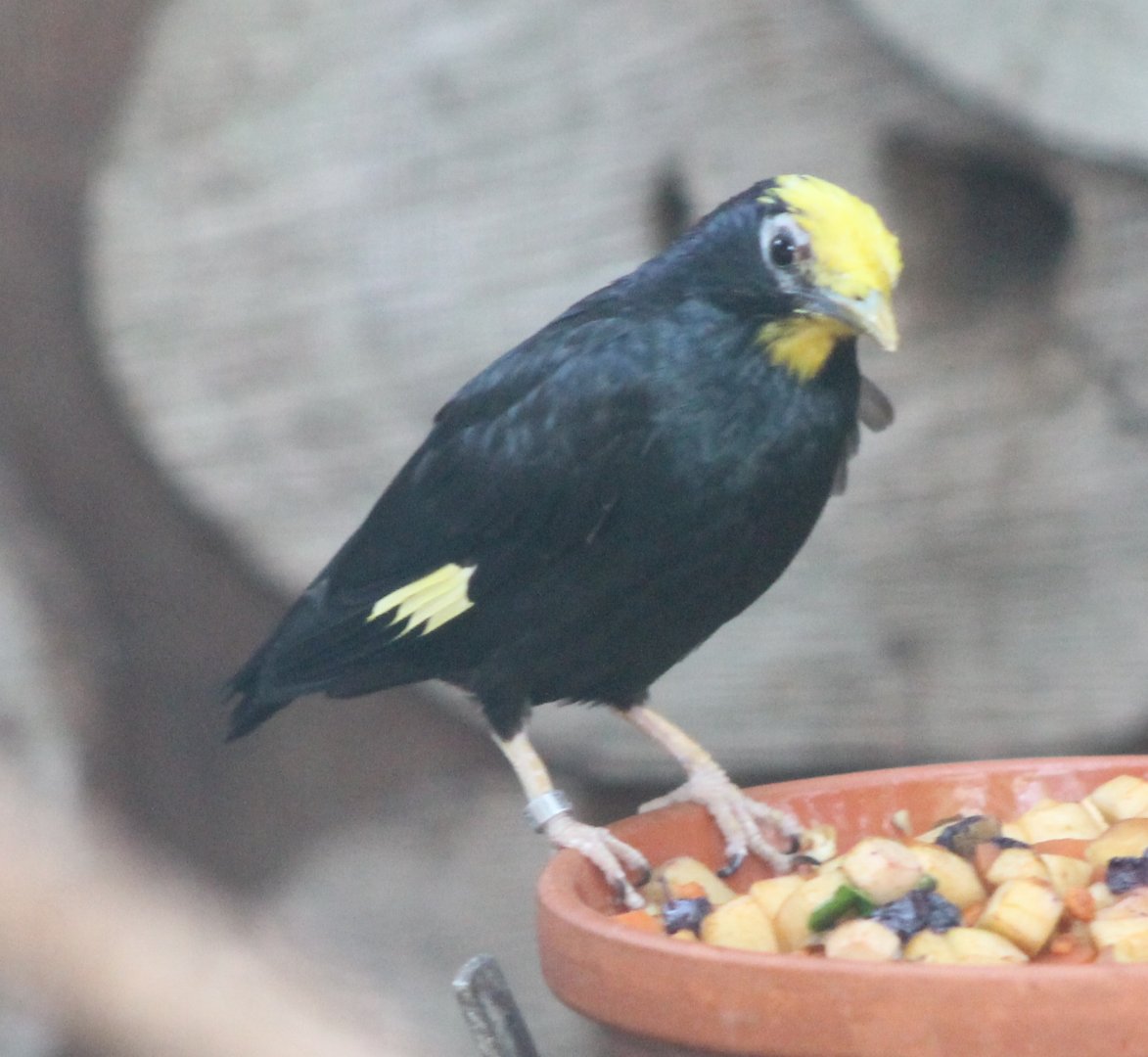 Golden-crested mynah