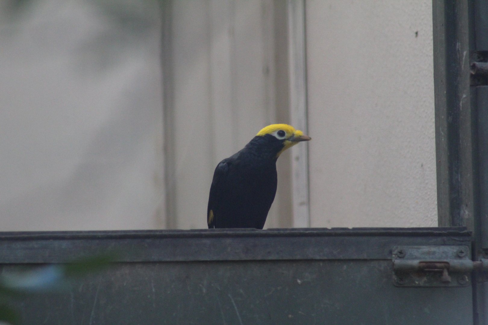 Golden-Crested Mynah