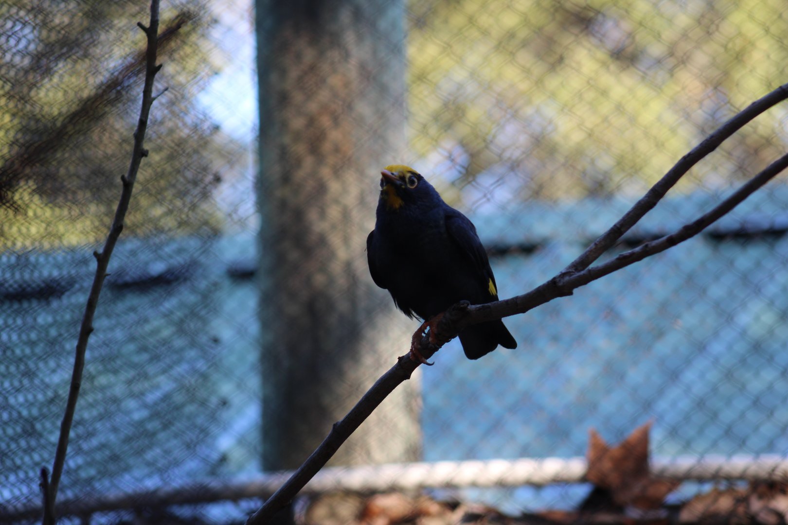 Golden-Crested Mynah