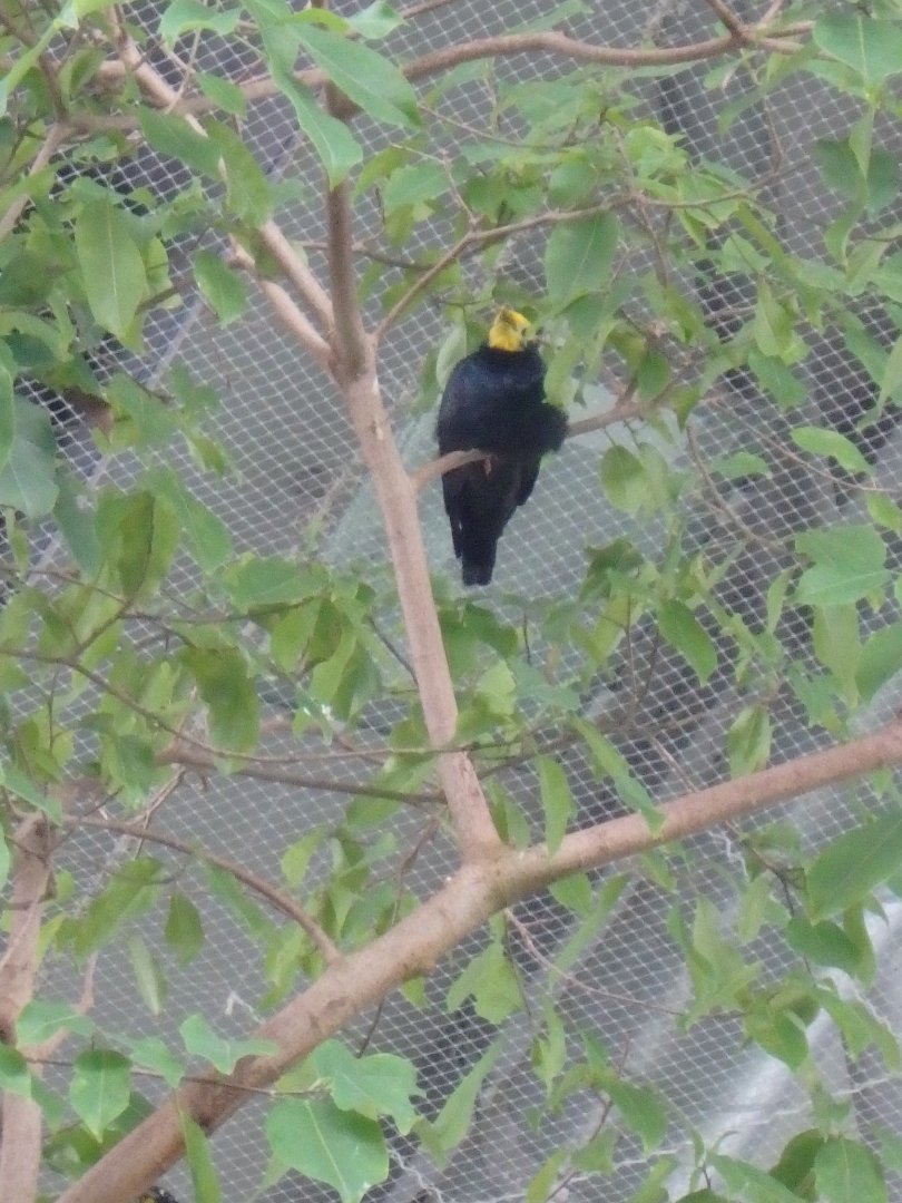 Golden-crested mynah
