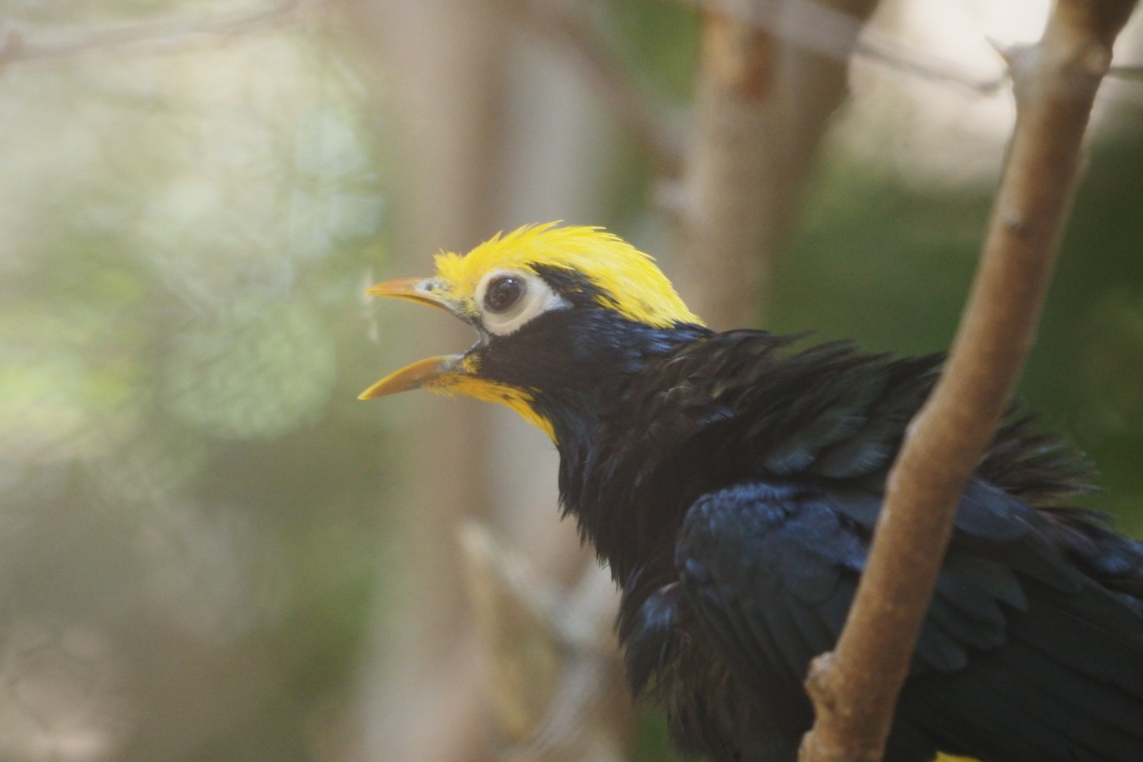 Golden-crested mynah