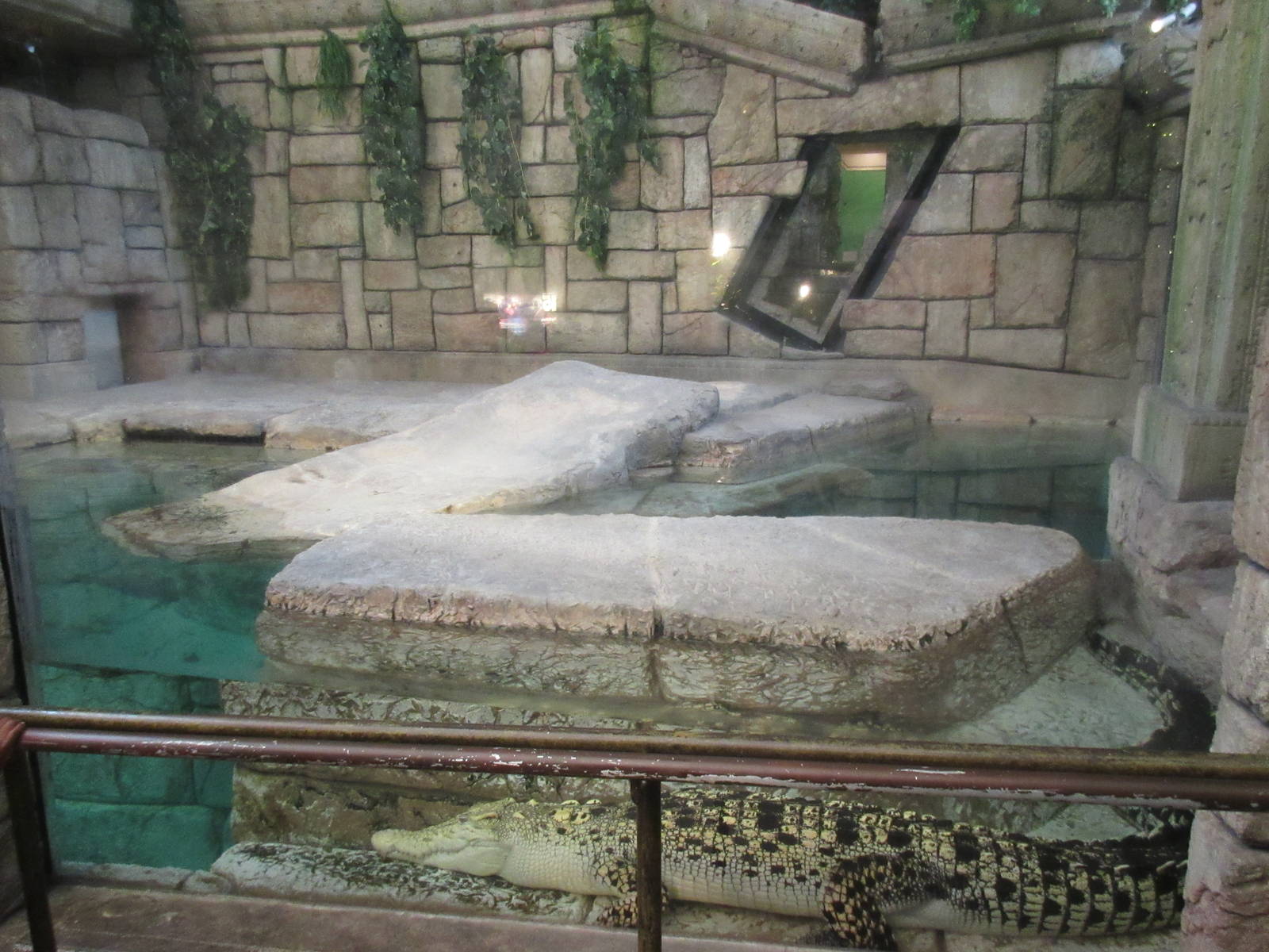 Golden Crocodile Exhibit (Crocodylus porosus x siamensis)