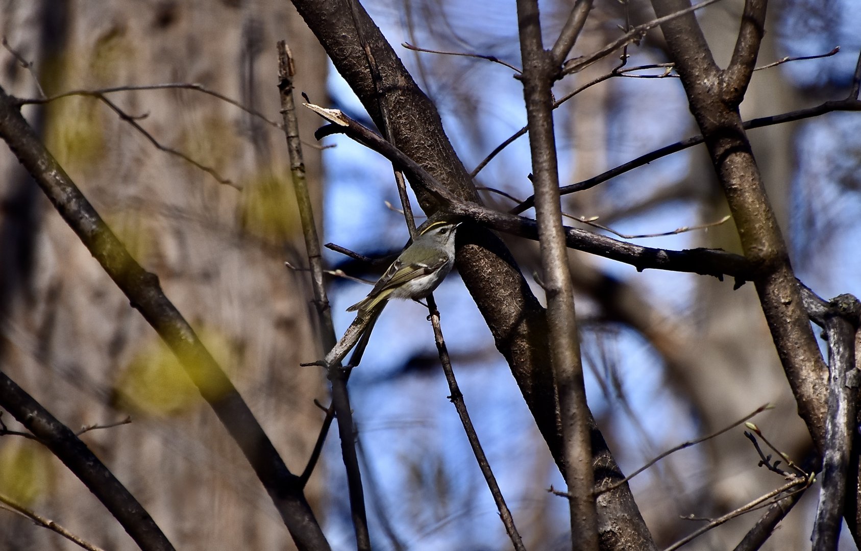 Golden-Crowned Kinglet (Regulus satrapa satrapa) male - wild