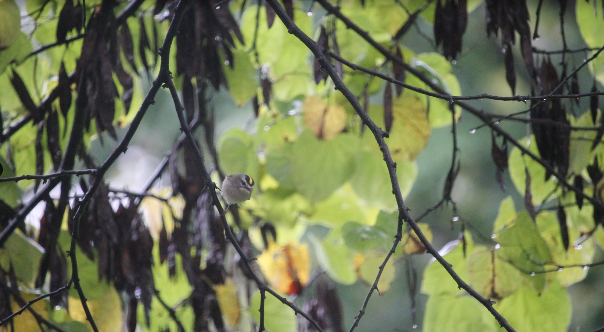 Golden-crowned Kinglet (Regulus satrapa)