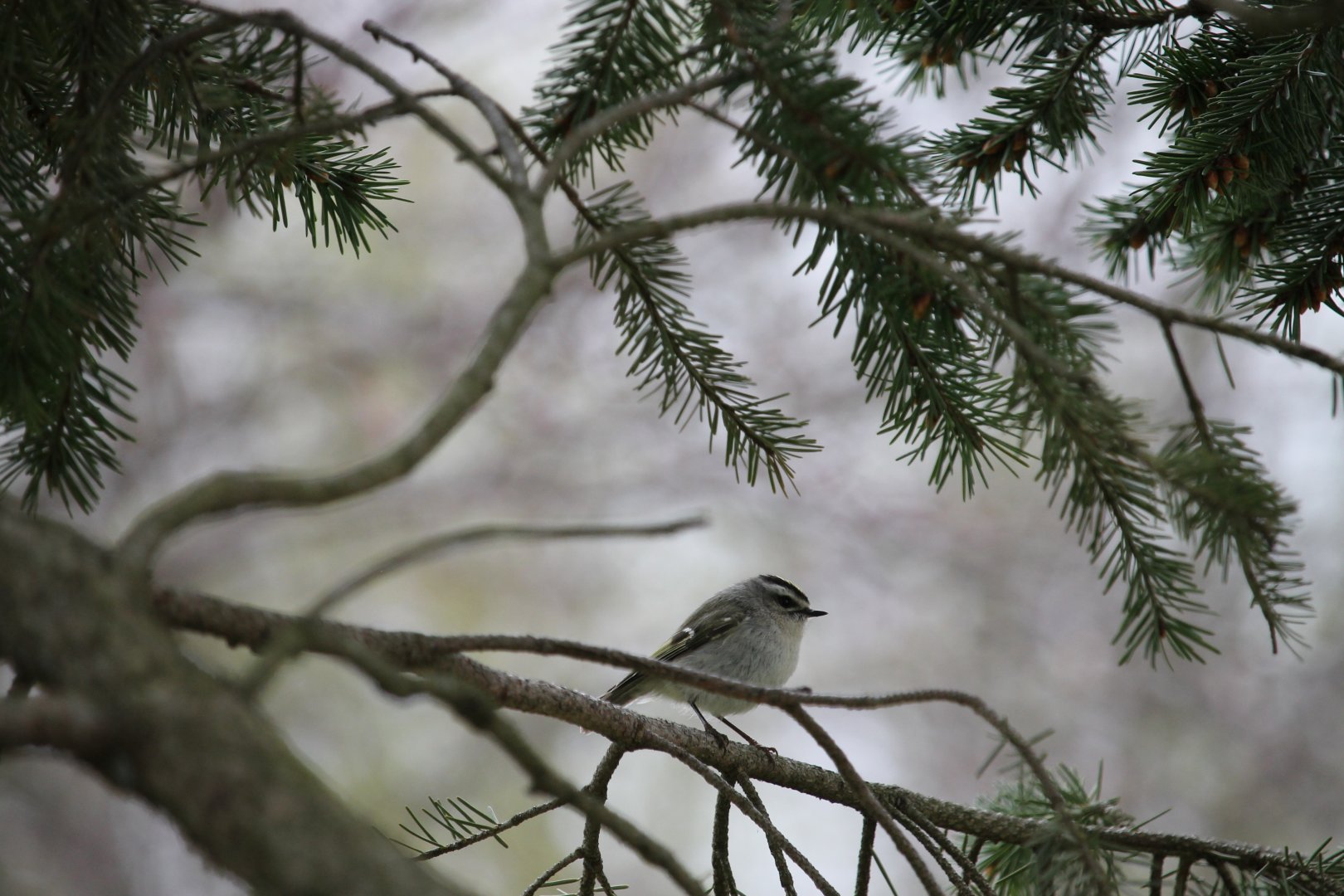 Golden-crowned Kinglet (Regulus satrapa)