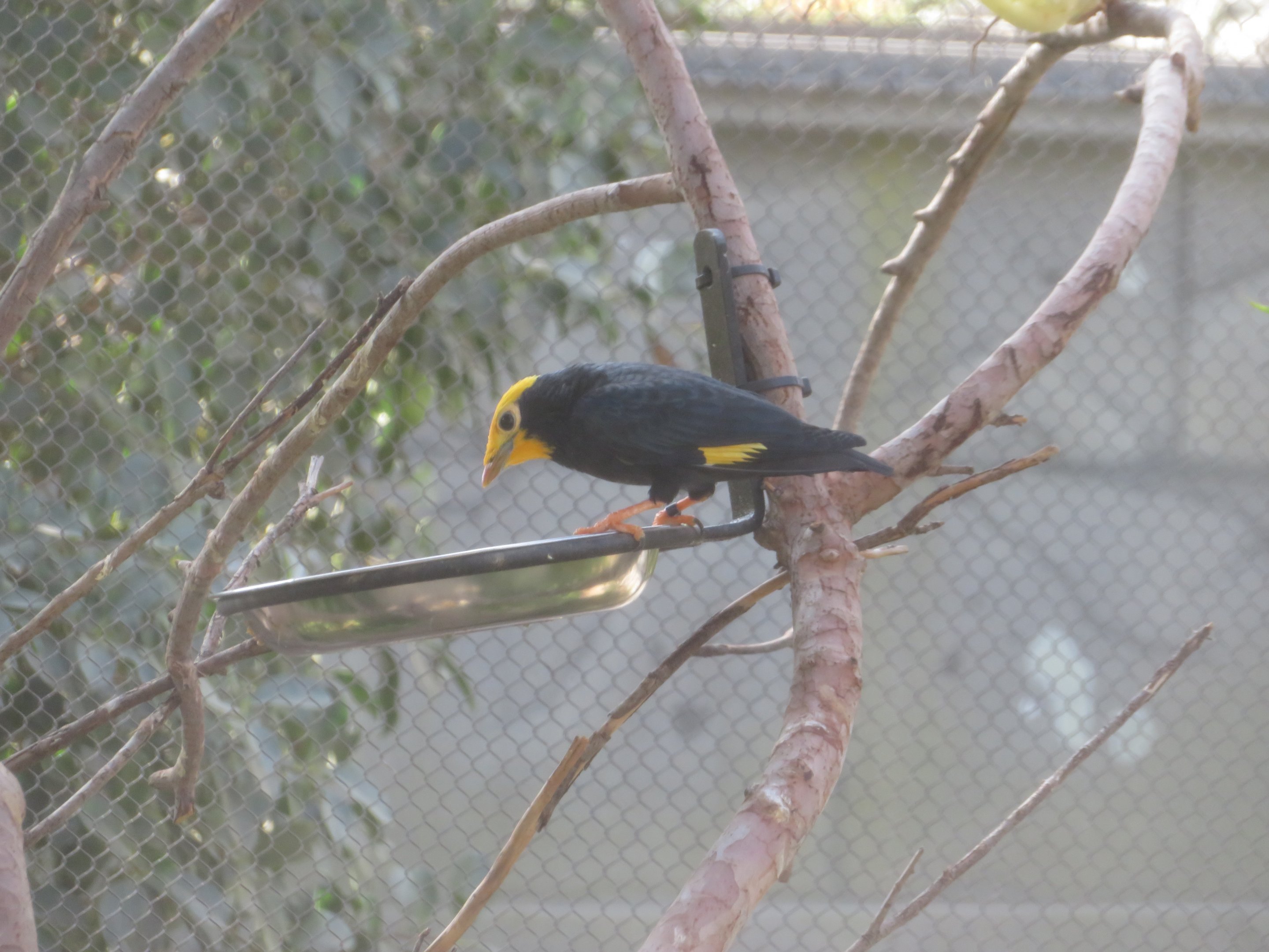 Golden-crowned Myna