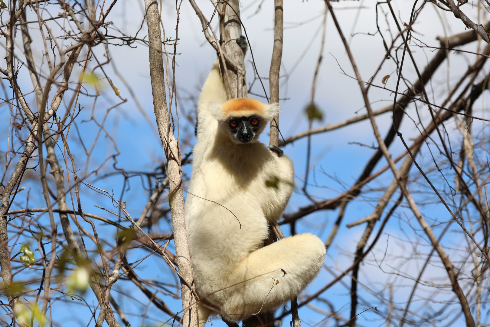 golden-crowned sifaka or Tattersall's sifaka (Propithecus tattersalli)