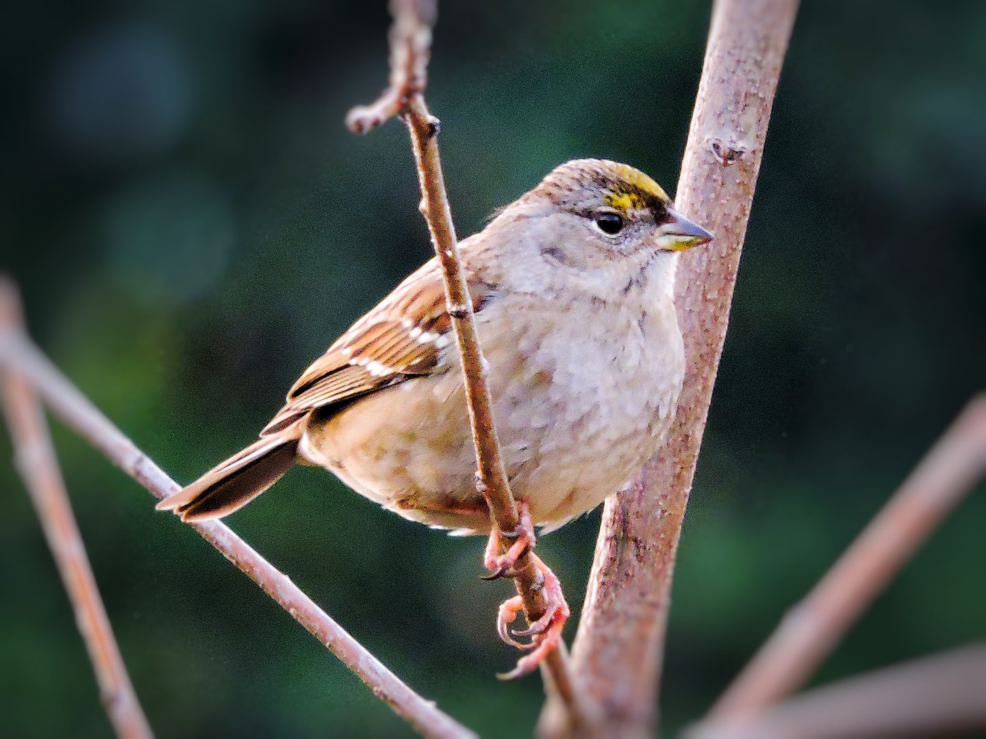 Golden-Crowned Sparrow