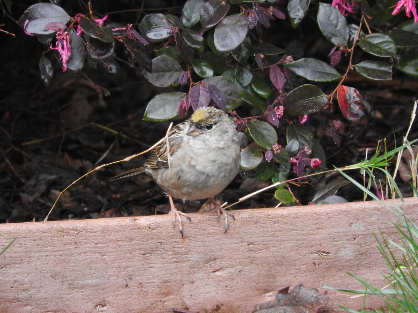 Golden-crowned Sparrow