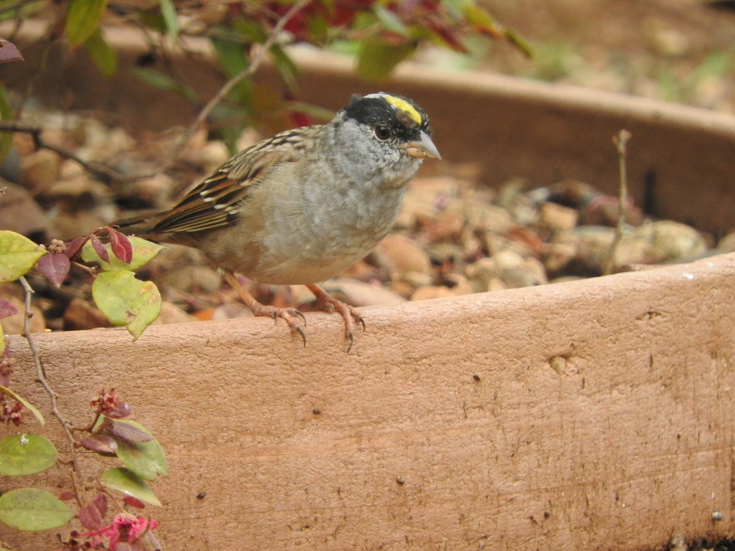 Golden-crowned Sparrow