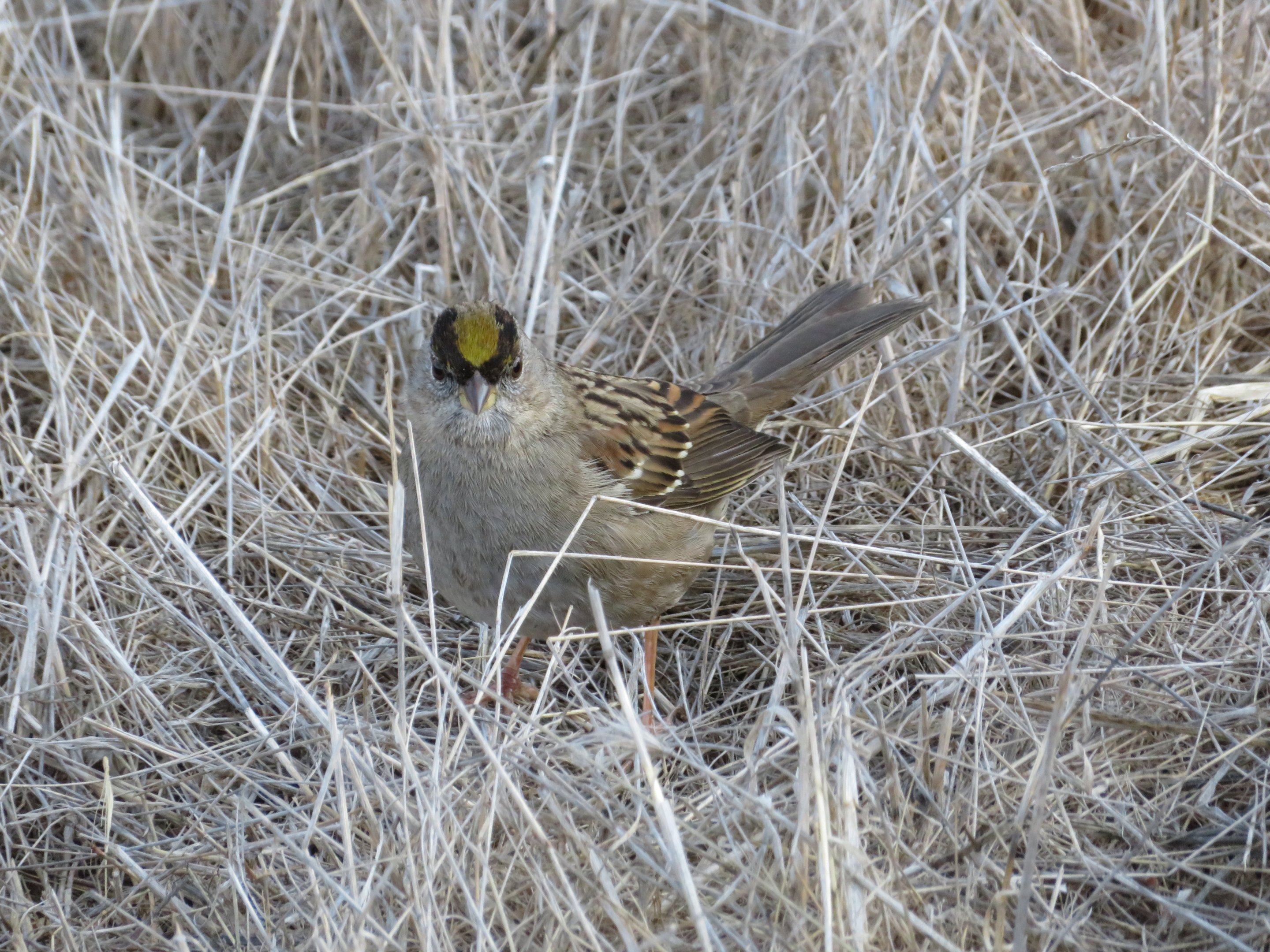 Golden-Crowned Sparrow