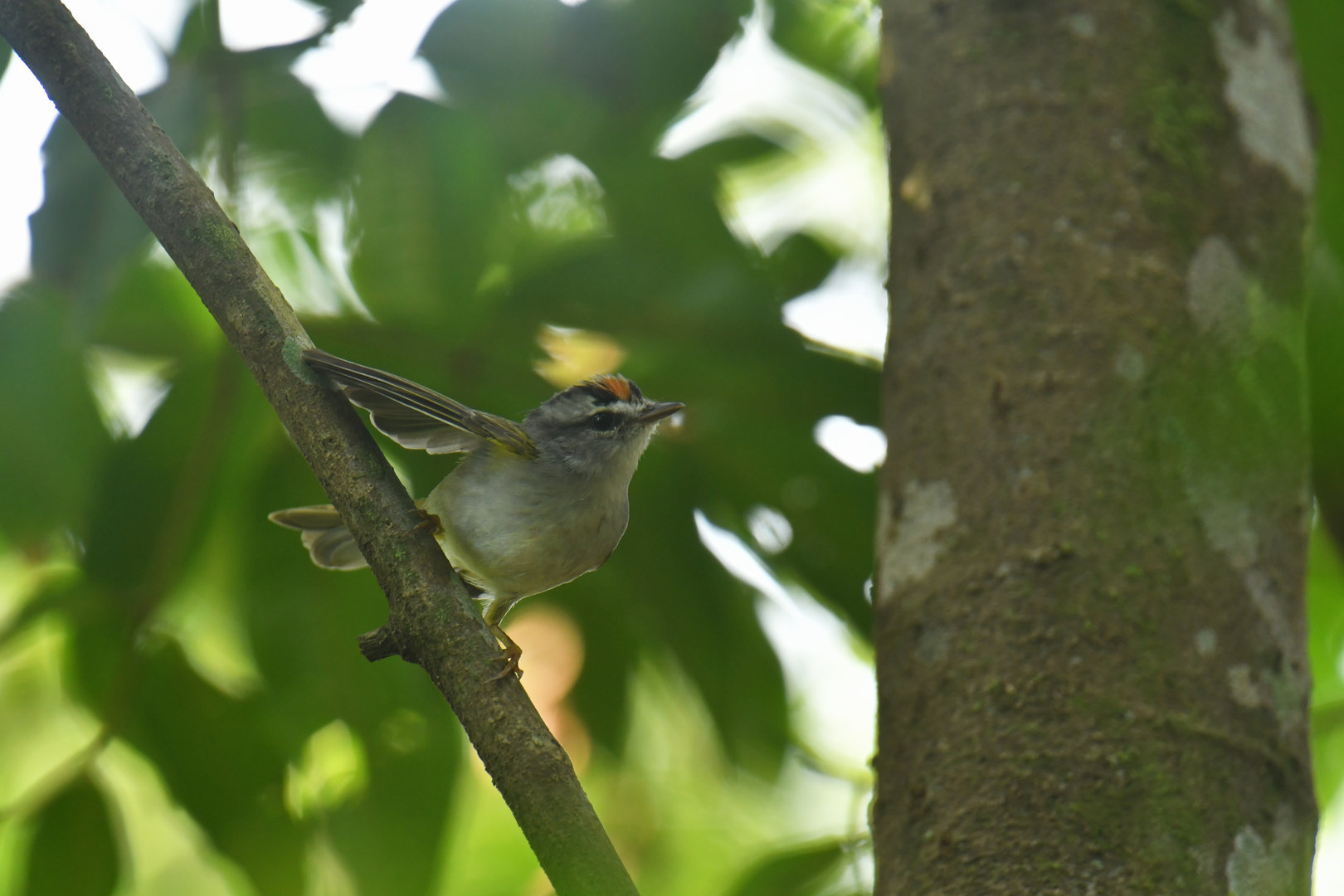 Golden-crowned Warbler Basileuterus culicivorus