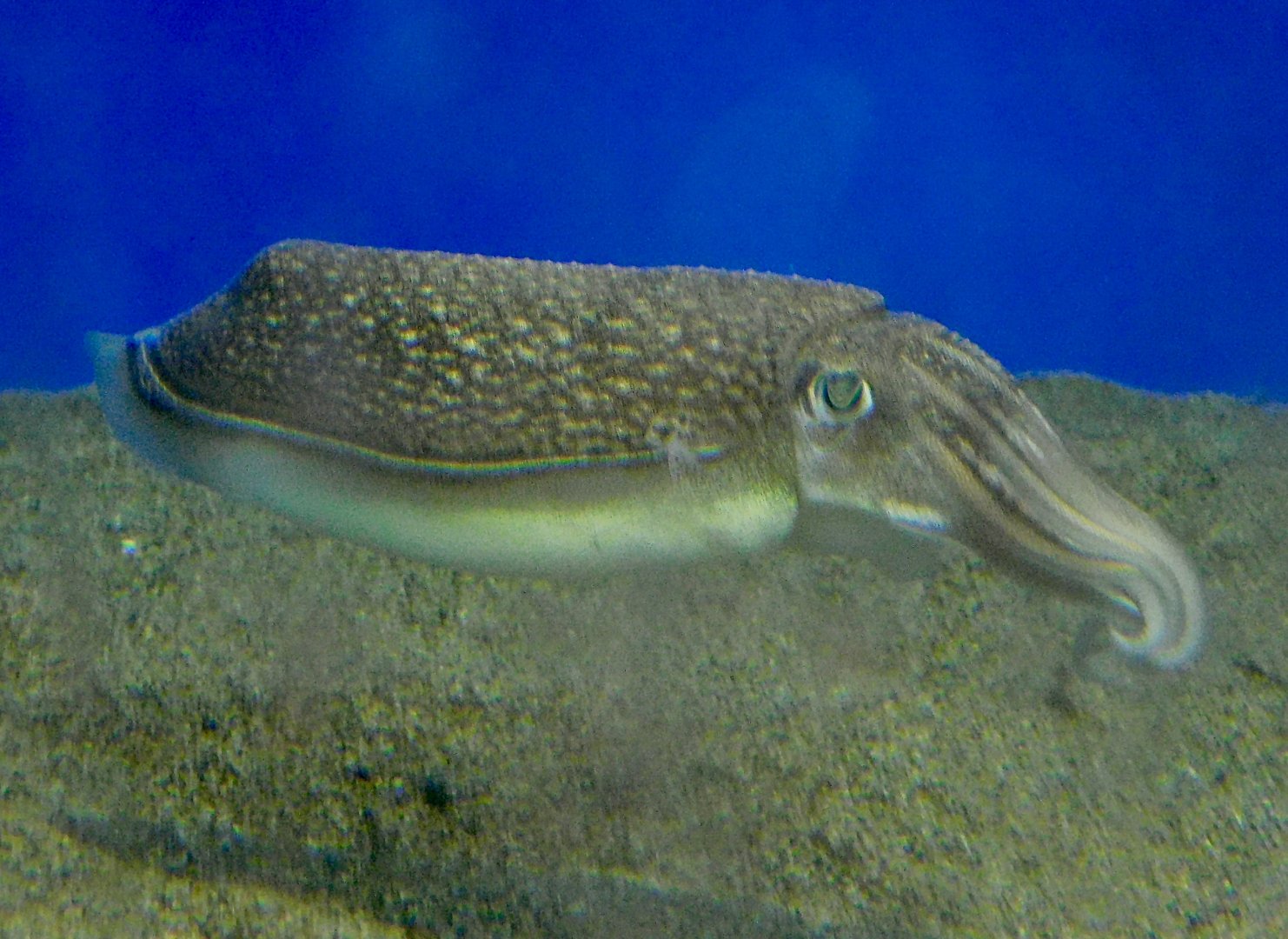 Golden Cuttlefish (Acanthosepion esculentum) November 8, 2025