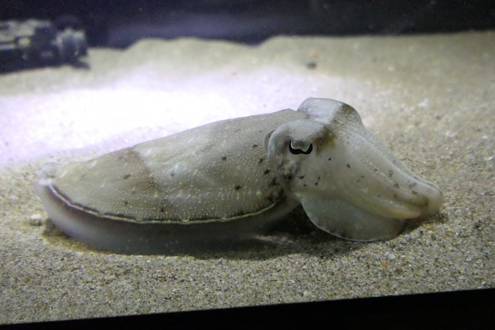 Golden Cuttlefish (Ascarosepion esculentum) - Uozu Aquarium