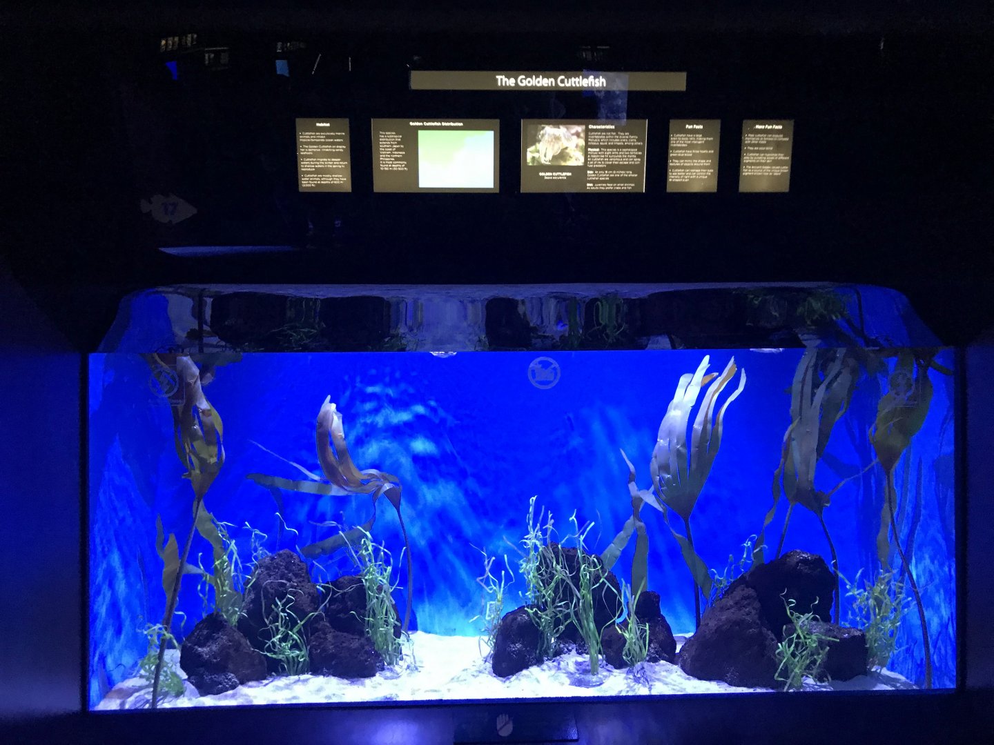 Golden cuttlefish exhibit