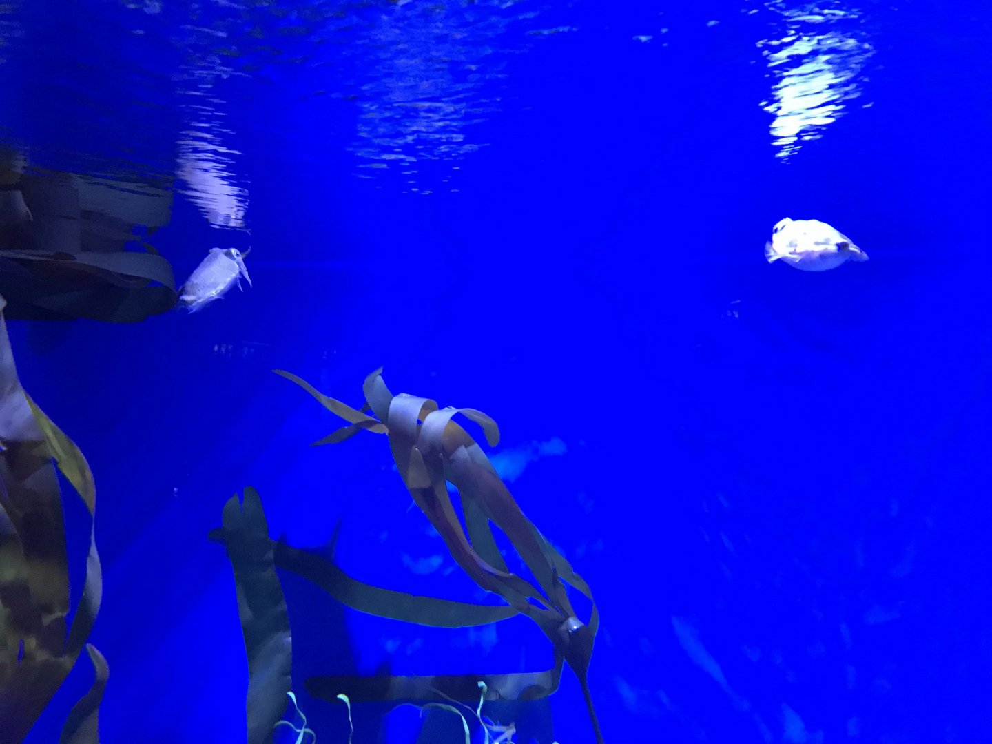 Golden cuttlefish (Sepia esculenta)