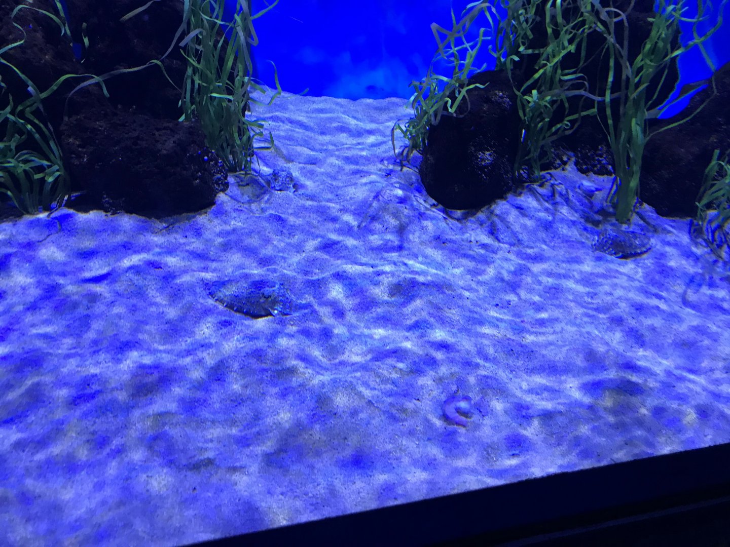 Golden cuttlefish (Sepia esculenta)