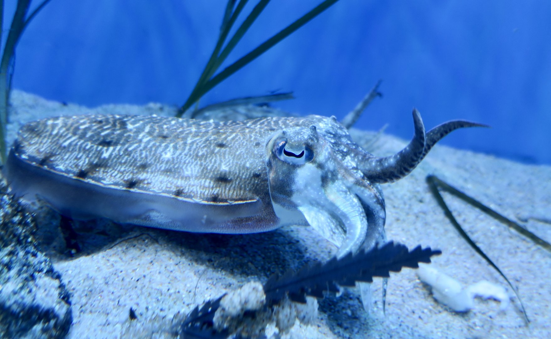 Golden Cuttlefish (Sepia esculenta)