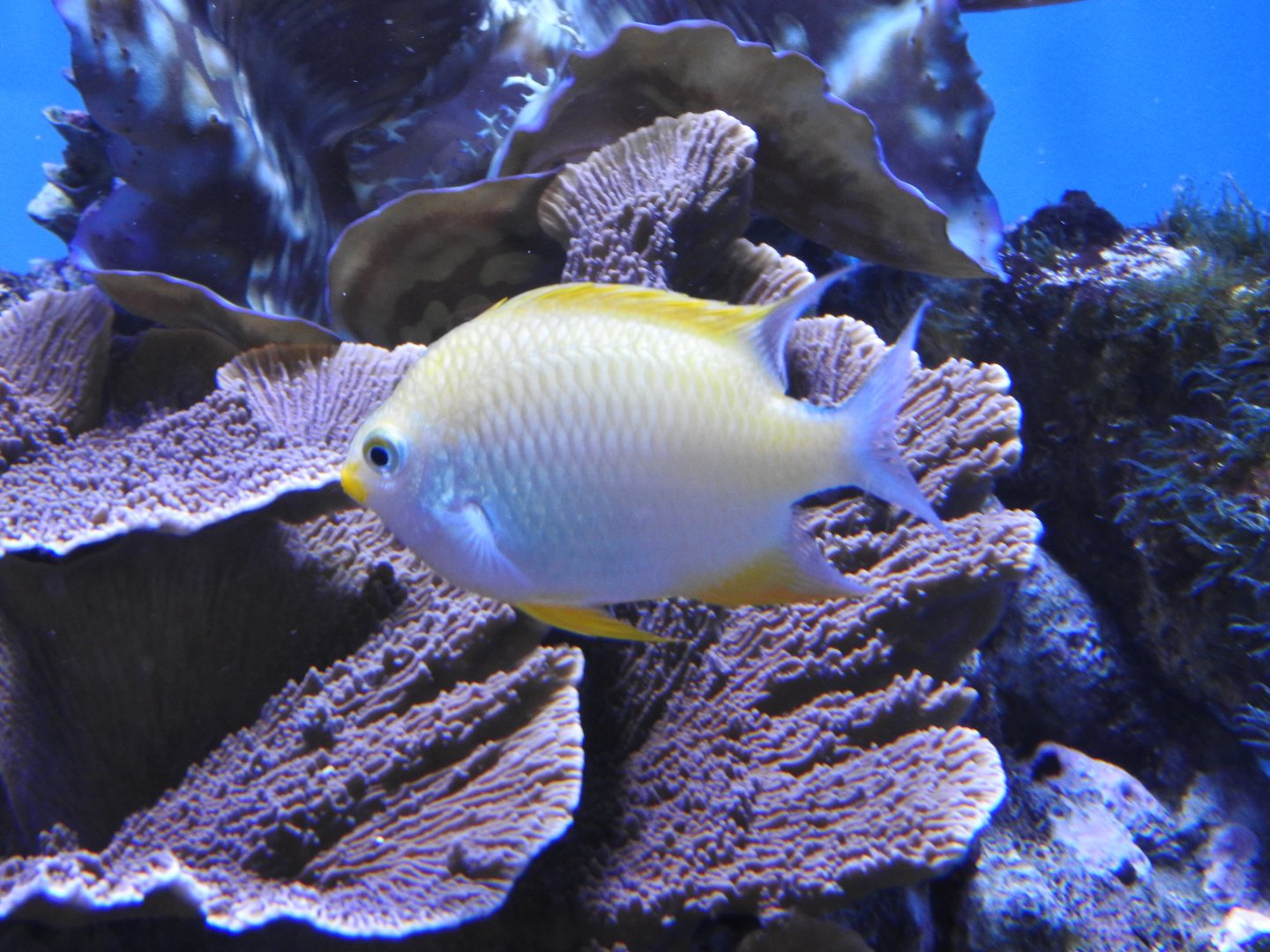 Golden Damselfish