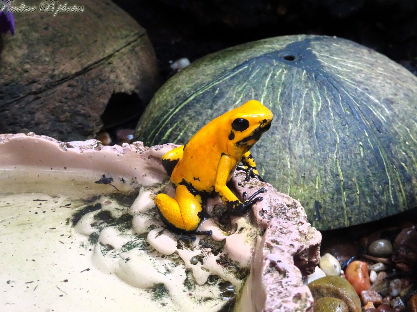 Golden Dart Frog 16 November 2025