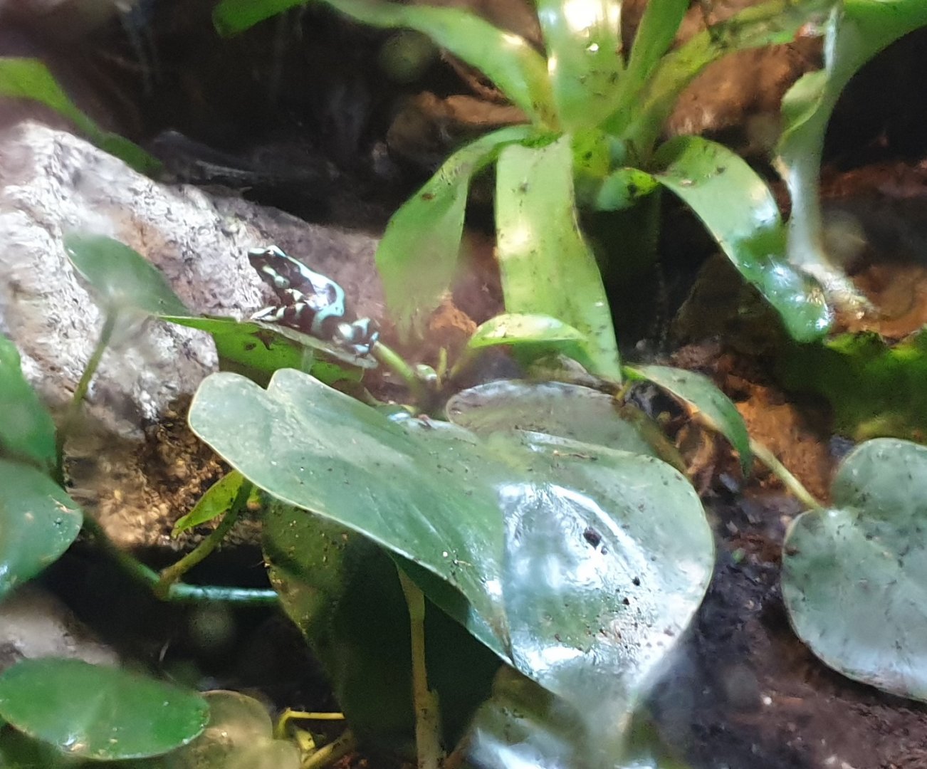 Golden dart frog - Dendrobates auratus