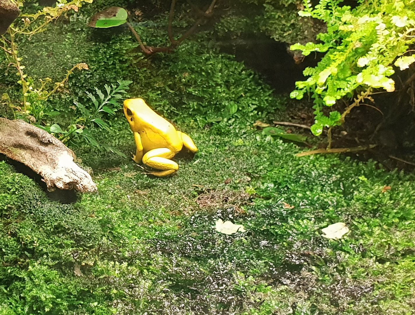 Golden dart frog - Phyllobates terribilis