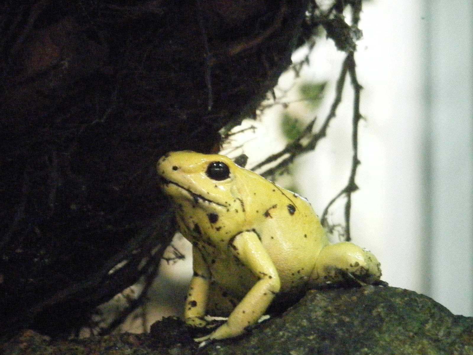 Golden Dart Frog