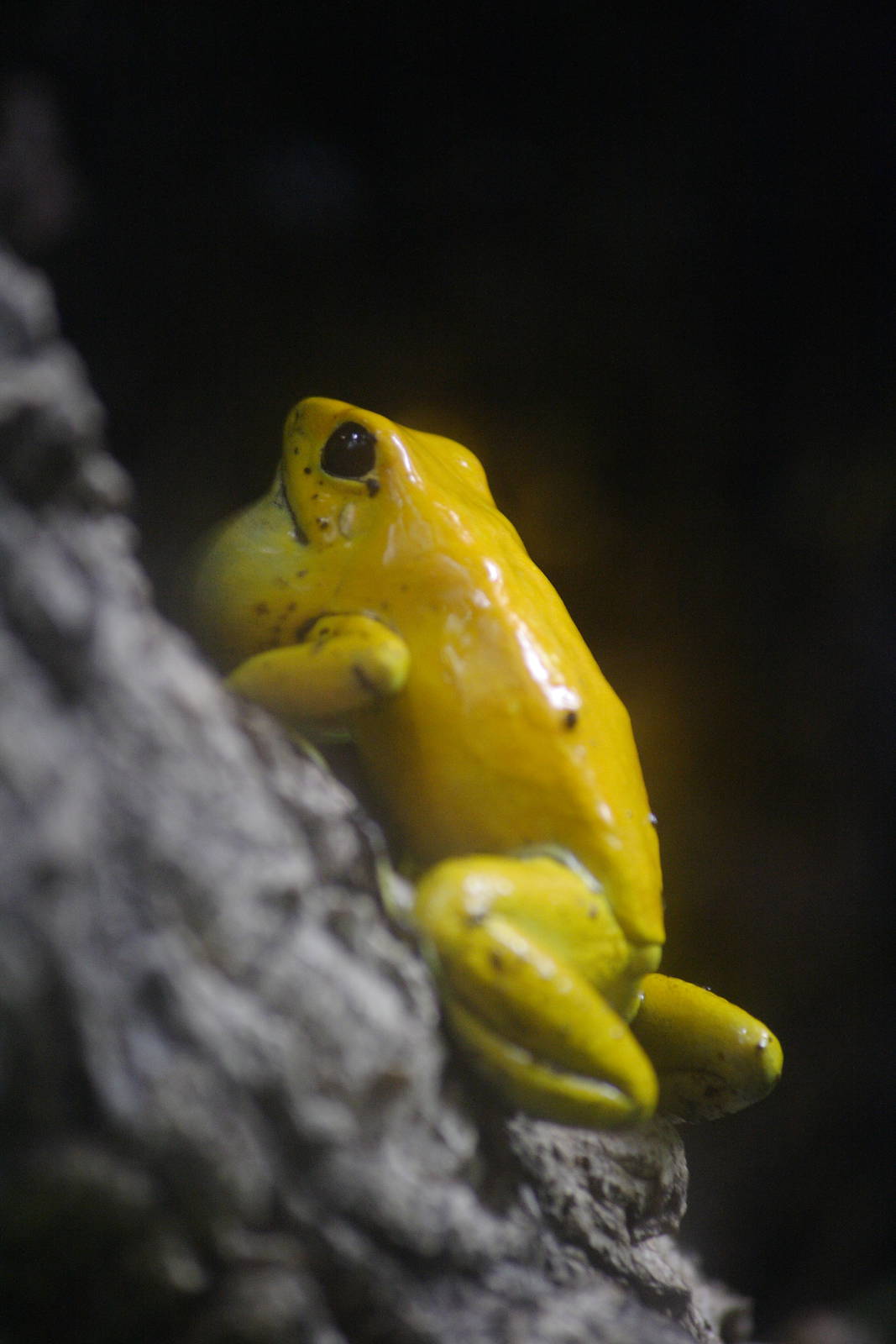 Golden dart frog